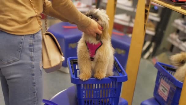 Lustiger Hund mit braunem Fell sieht langhaarige Besitzerin an — Stockvideo