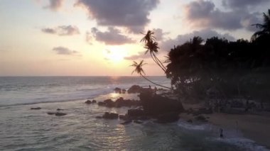 Adadaki palmiye ağaçlarının siluetleri büyük binalara karşı