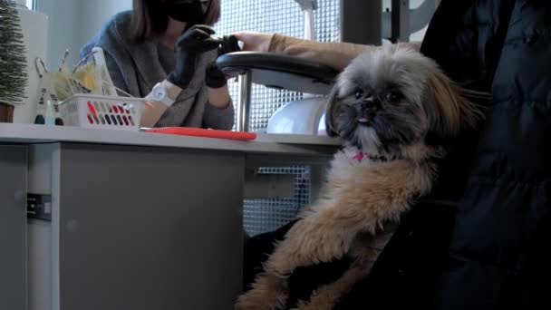 Маленька пухнаста собака сидить на жінці і косметолог наносить гель — стокове відео