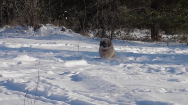 Filhote de cachorro engraçado com pele marrom e colar rosa corre ao longo da neve — Vídeo de Stock