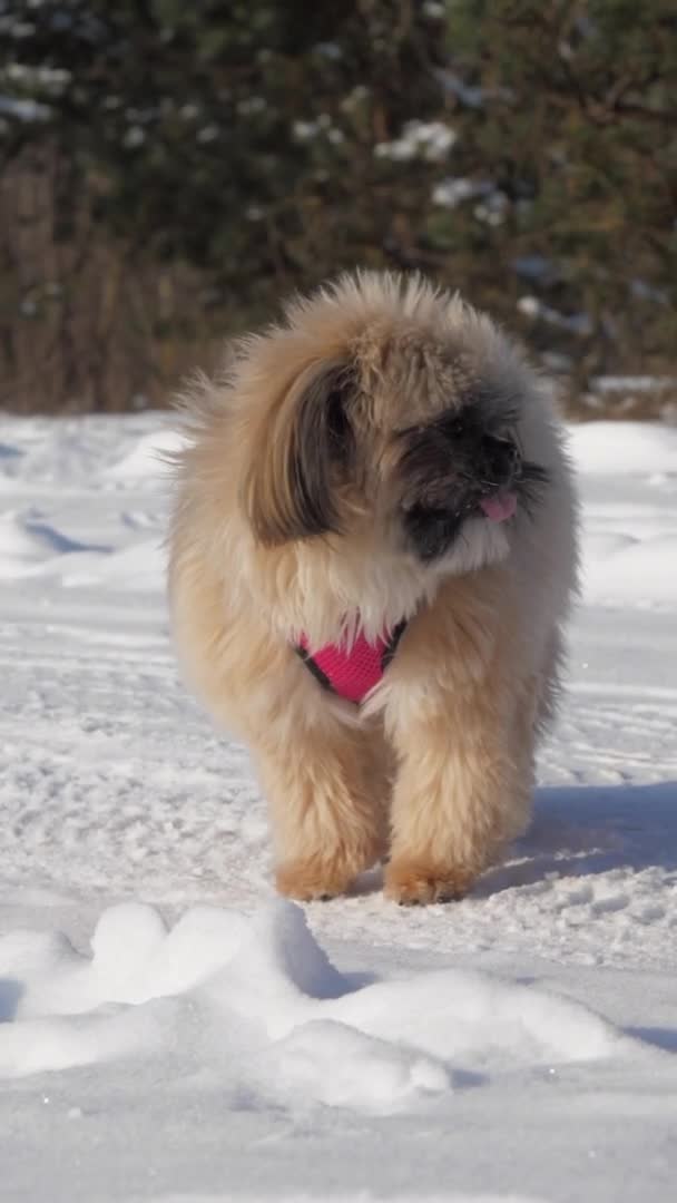 Liten hund med brun päls och rosa krage står på snö — Stockvideo
