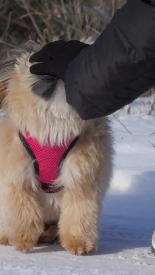 Proprietario cane in cappotto invernale nero e guanti animali domestici — Video Stock