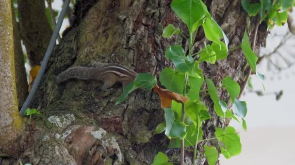 На стовбурі дерева сидить азіатська білка з пухнастим хвостом. — стокове відео