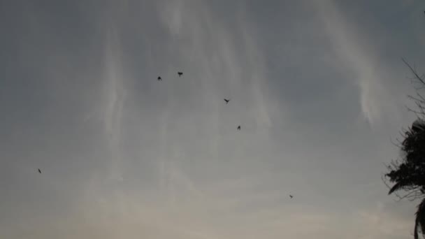 Silhouettes d'oiseaux volant à travers le ciel bleu avec des nuages mous — Video