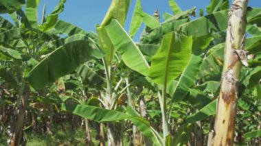 Kahverengi dalları ve geniş yaprakları olan yoğun tropikal çalılar.