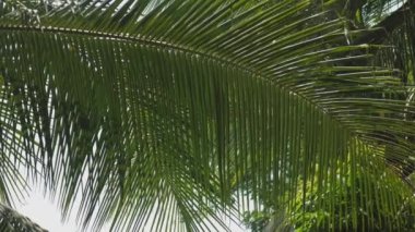 Güneşin altında rüzgarla dalgalanan büyük yeşil palmiye yaprağı.