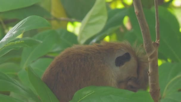 Macacos sentar-se no ramo de árvore tropical e comer migalhas de pão — Vídeo de Stock