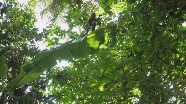 Toque macaque runs along thin rope between high palm trees — Stock Video