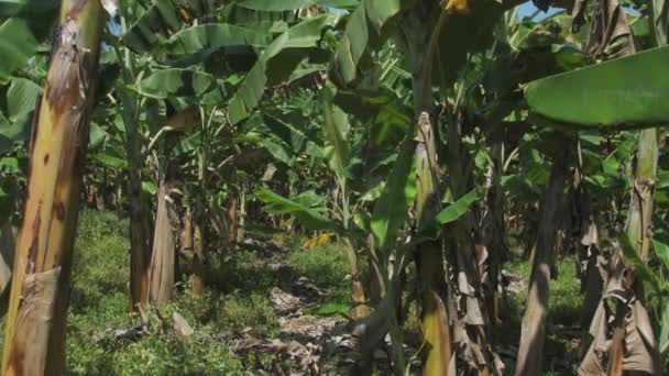 Зелені банани ростуть на деревах з великим листям влітку — стокове відео