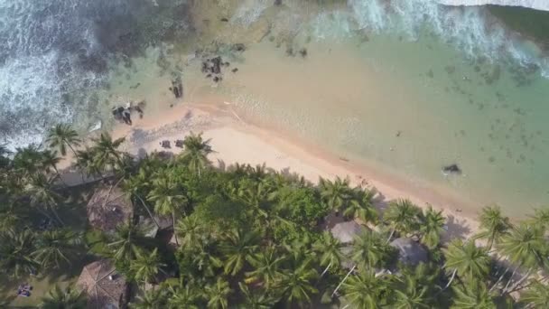 Hijau lebat pohon palem hutan di pantai berpasir dan laut — Stok Video