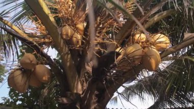 Hindistan cevizi ve geniş yeşil yapraklı palmiye ağaçları.