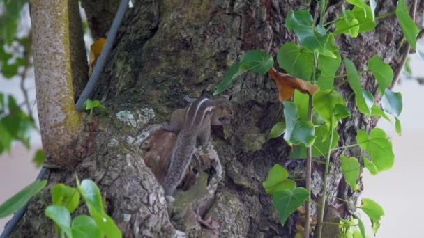 Small chipping squirrel jumps along old tree trunk in forest — Stock Video