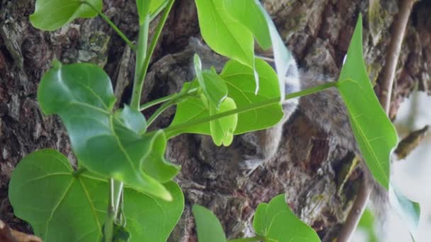 Curioso scoiattolo scheggiatura si siede dietro foglie verdi su albero — Video Stock