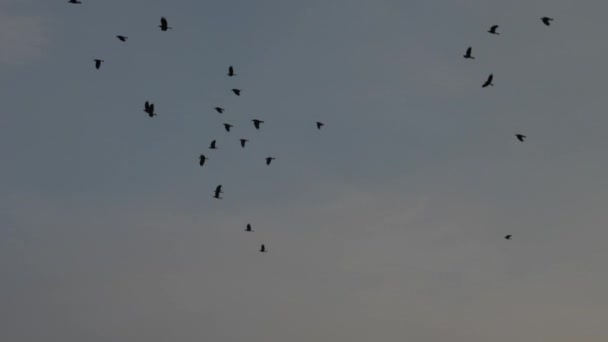 Silhouetten von Vögeln fliegen über blauen Himmel mit weichen Wolken — Stockvideo