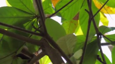 Maymun ve mide, ağaç dalları boyunca tırmanır.