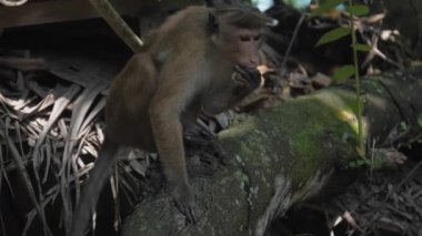 Kısa açık kahverengi kürklü sevimli Toque makağı elma yer.
