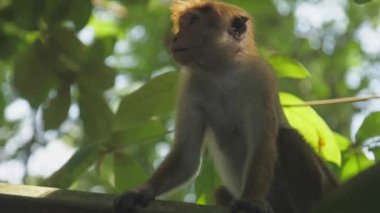 Kısa kürklü maymun çatıda oturur ve elma yemekten hoşlanır.