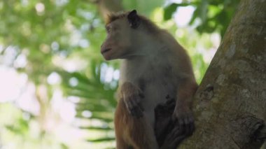 Kısa kürklü sevimli maymun ağaçta oturur ve etrafına bakar.