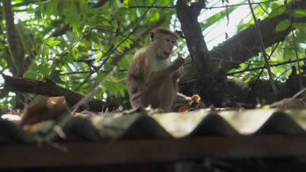 野生のトックマカクは屋根の上に座って果物を食べるのを楽しむ — ストック動画