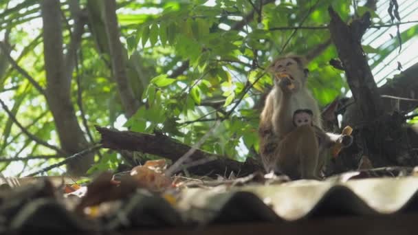 Primates tropicales con pieles limpias se sientan en el techo y comen frutas — Vídeo de stock