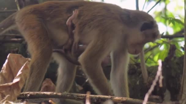 Beige Toque Makaken steht auf Gliedmaßen mit hängendem Affen — Stockvideo