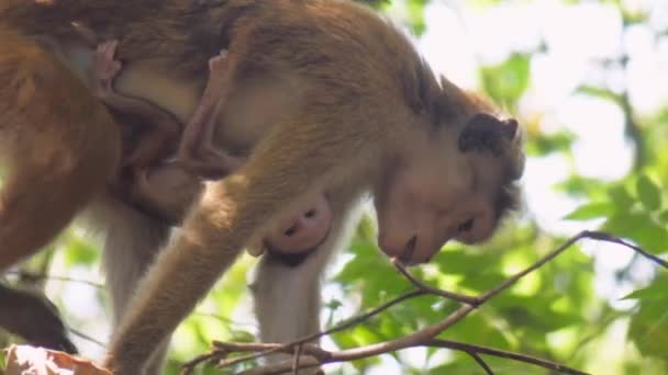 Beige Toque macaque se tient sur les membres avec singe suspendu — Video