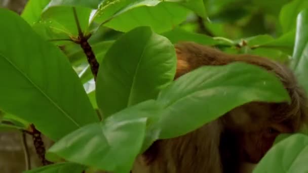 Macaques assis sur une branche d'arbre tropical et manger de la chapelure — Video