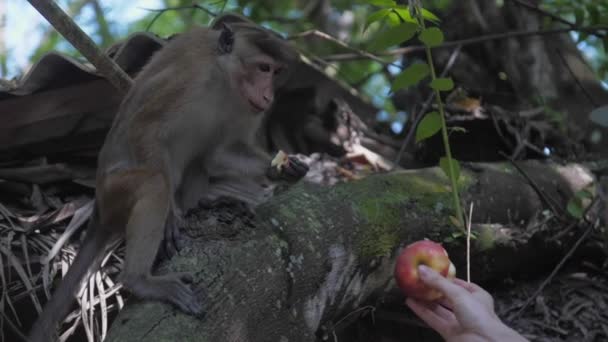Мужская рука держит яблоко кусок кормления очаровательный красный макак — стоковое видео