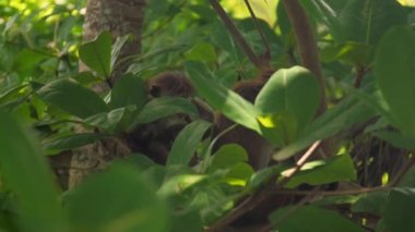 Kırmızı maymun yetişkin primatın yanına oturur başını kaldırır ve gülümser.