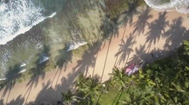 Turkuaz okyanus suyu ve palmiyeler arasında sarı kumlu sahil