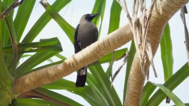 Tropikal siyah kuş bej yeşil palmiye dalında oturur