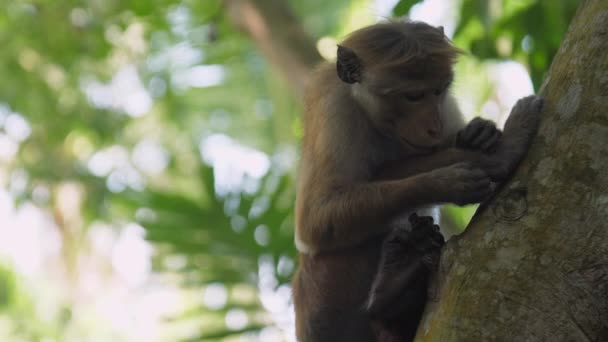 Adorable monkey with short fur sits on tree and looks around — Stock Video