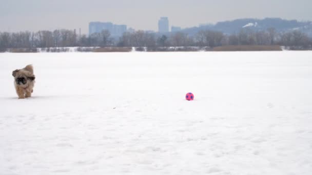 Peludo shihtzu cachorro detém bola colorida no rio congelado — Vídeo de Stock