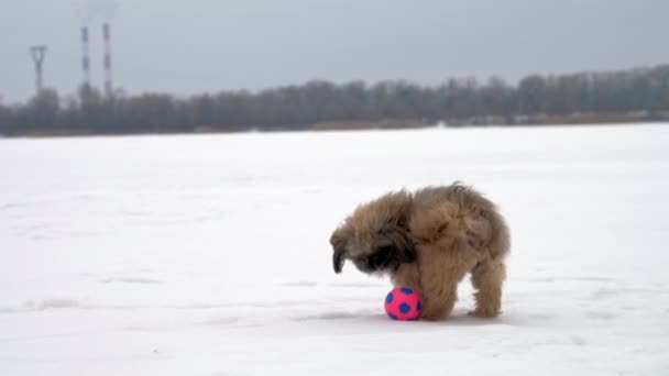 Brun rolig shihtzu hund med lila krage spelar med bollen — Stockvideo