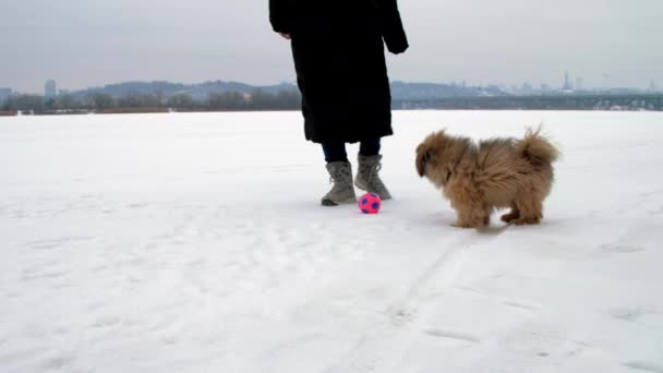 Dono de cachorro Shihtzu brinca com cão batendo bola e pulando — Vídeo de Stock