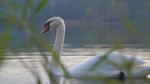 흰 깃털을 단 흰 백조가 잔잔 한 물에서 날고 있다 — 비디오