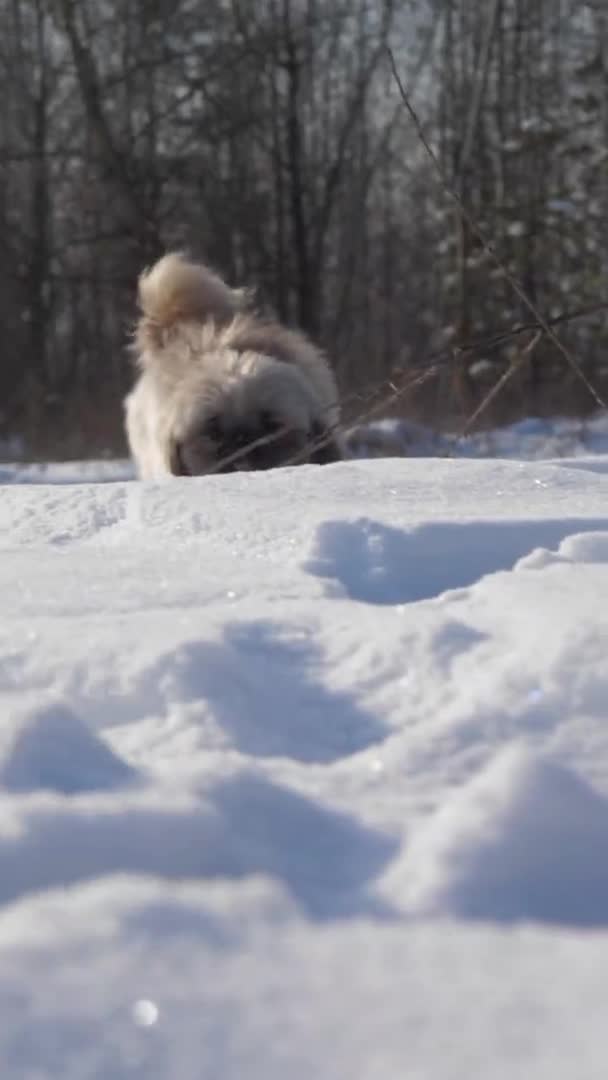 Kleiner lustiger Hund mit braunem Fell läuft durch weißen Schnee — Stockvideo