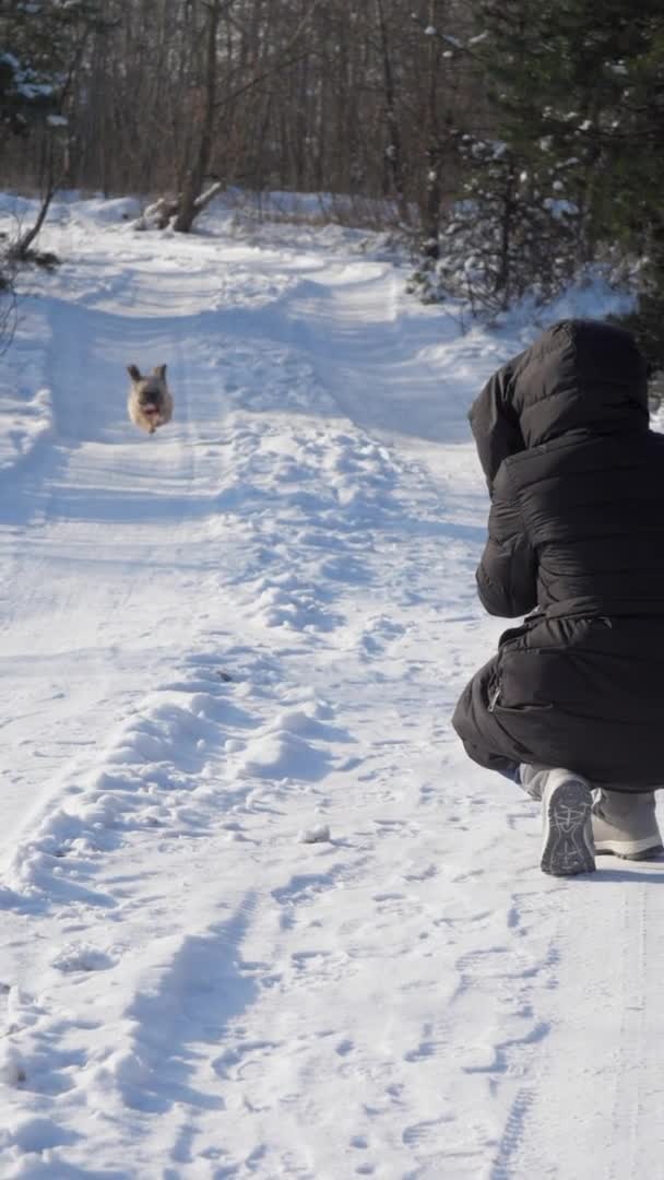 Komik tüylü köpek kar boyunca paltolu genç bayana koşuyor. — Stok video