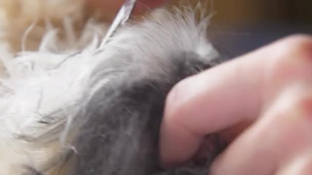 Veterinaire kliniek werknemer speelt met grappige puppy snijden bont — Stockvideo