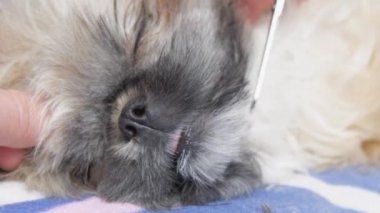 Shihtzu köpek sahipleri hayvan okşayıp, kürk kesiyorlar.