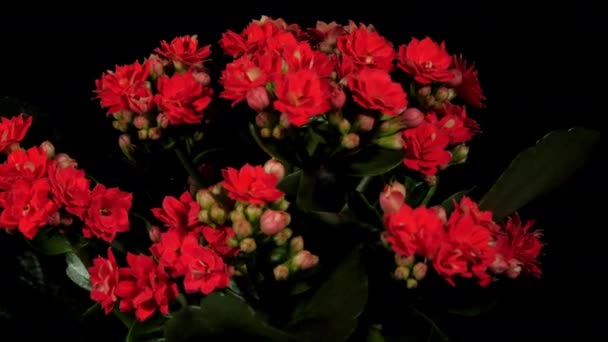 Dichte rode kalanchoë bloemen en groene bladeren draaien — Stockvideo