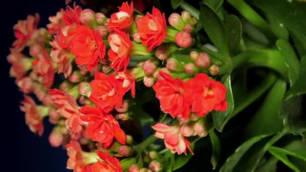 Decoratieve kalanchoë potplant met kleine bloemen en knoppen — Stockvideo