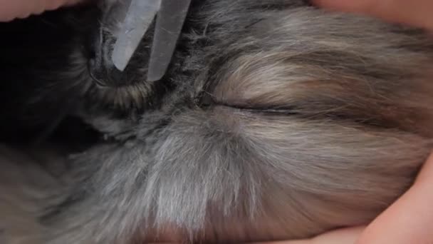 Tierarzthelferin spielt mit lustigem Welpen, der Fell schneidet — Stockvideo