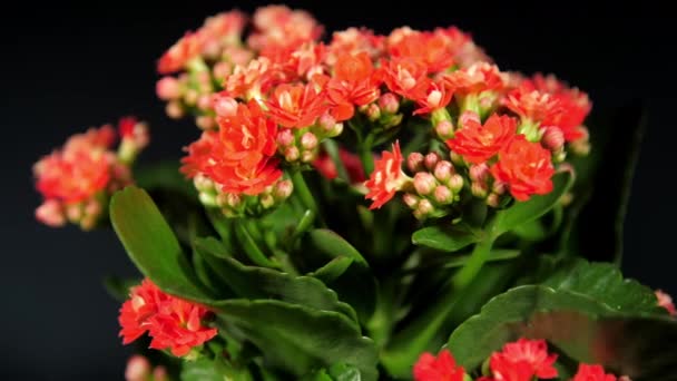 Dichte rode kalanchoë bloemen en groene bladeren draaien — Stockvideo