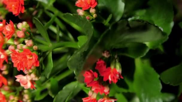 Kalanchoë potplant met groene bladeren en dichte rode bloemen — Stockvideo