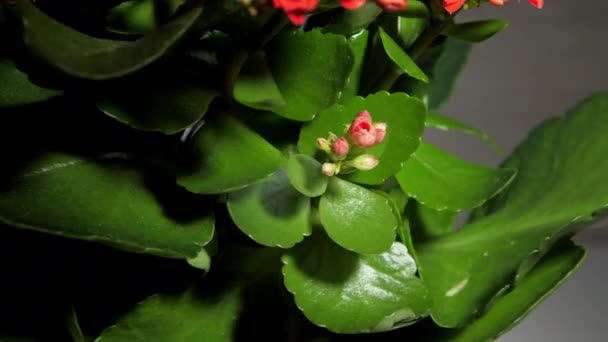 Las densas flores de kalanchoa roja y las hojas verdes giran — Vídeos de Stock