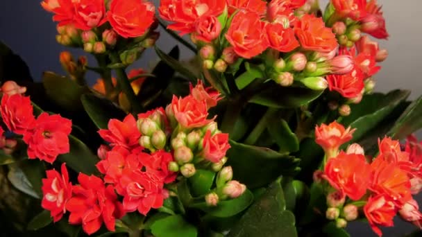 Dichte rode kalanchoë bloemen met knoppen tussen groene bladeren — Stockvideo