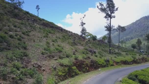 Kozy stádo pasoucí se podél zeleného svahu hory — Stock video