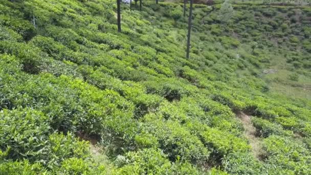 Theestruiken en bomen groeien op plantage op berghelling — Stockvideo