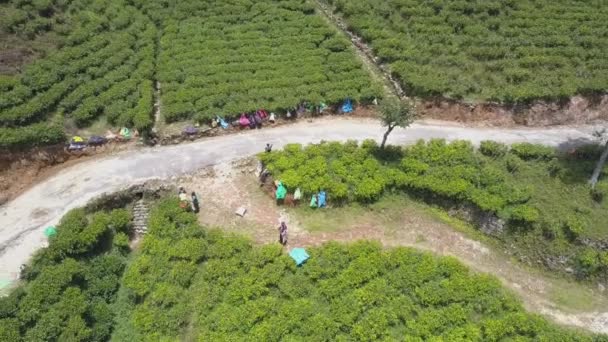 Vrouwen rusten in de buurt van grote groene thee plantage op helling — Stockvideo